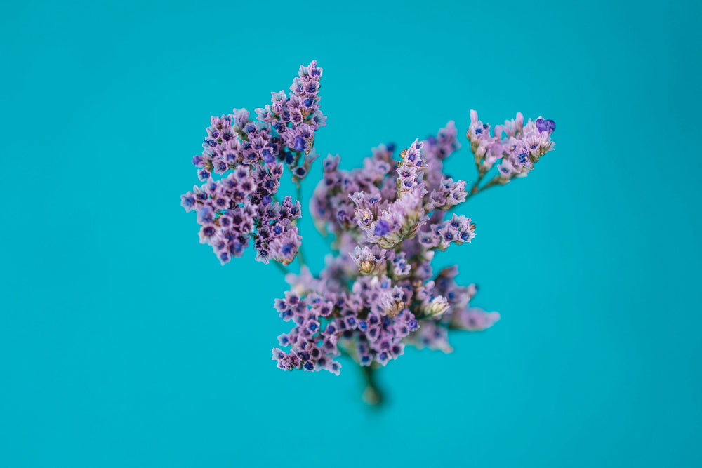 Bakuchiol - Regenerador & Antioxidant - imagen saber más