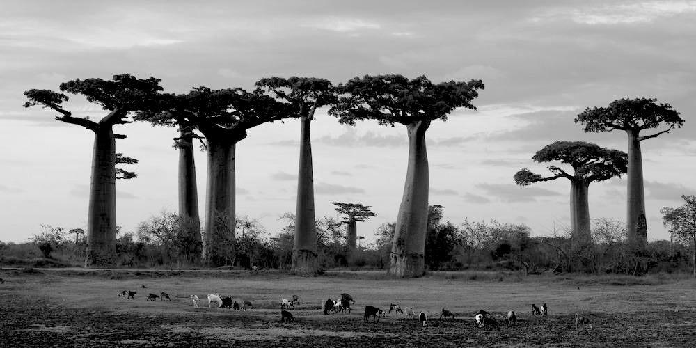 Aceite de Baobab Eco - imagen saber más