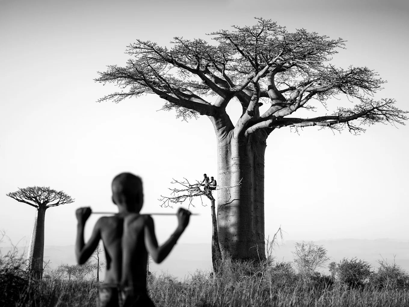 Aceite de Baobab Eco - imagen saber más