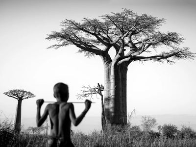 Aceite de Baobab: el árbol de la vida y lo que hace por tu piel