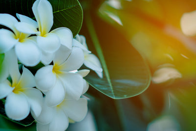 Monoï: el aceite perfumado de Tahití con denominación de origen