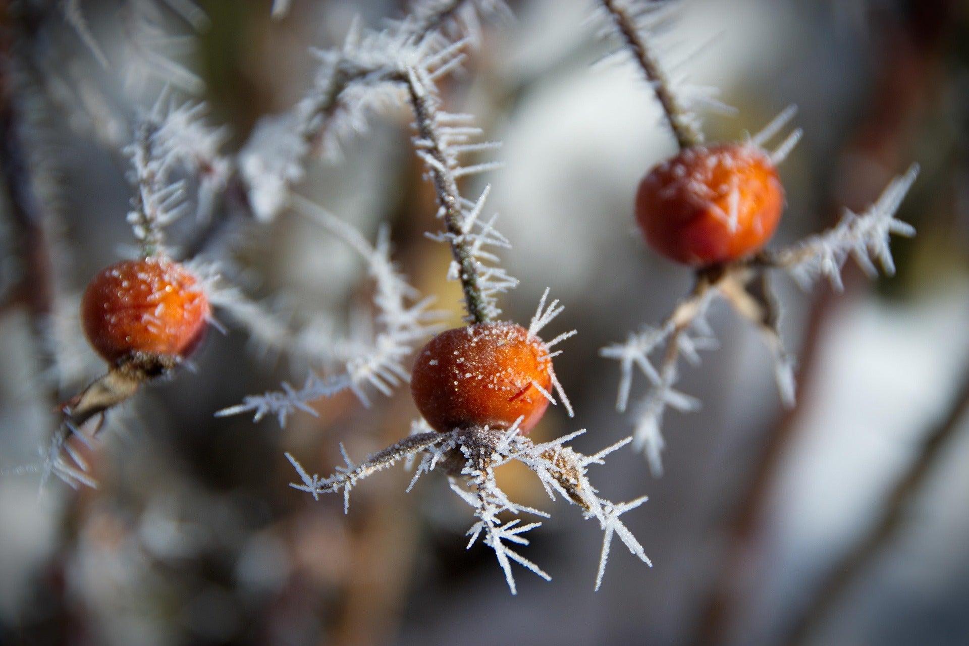 Aceite de Rosa Mosqueta Eco - imagen saber más