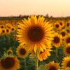 Sunflower oil