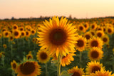 Aceite de girasol