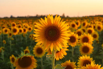 Aceite de girasol, el vegetal ligero que hidrata sin pesar